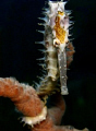   seahorse  
